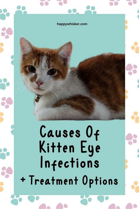 Cat eye infection - Artofit