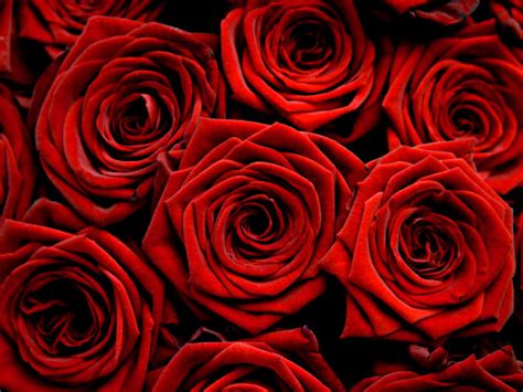 Image result for red roses