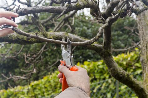 Winter is the Best Time of the Year to Prune Your Chicagoland Trees