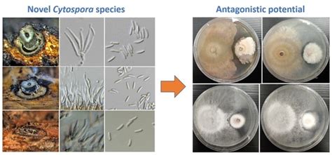 Discovery of Three Novel Cytospora Species in Thailand and Their ...