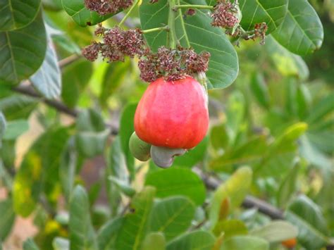 Cashew nut fruit - GARDEN GALLERIES - PalmTalk