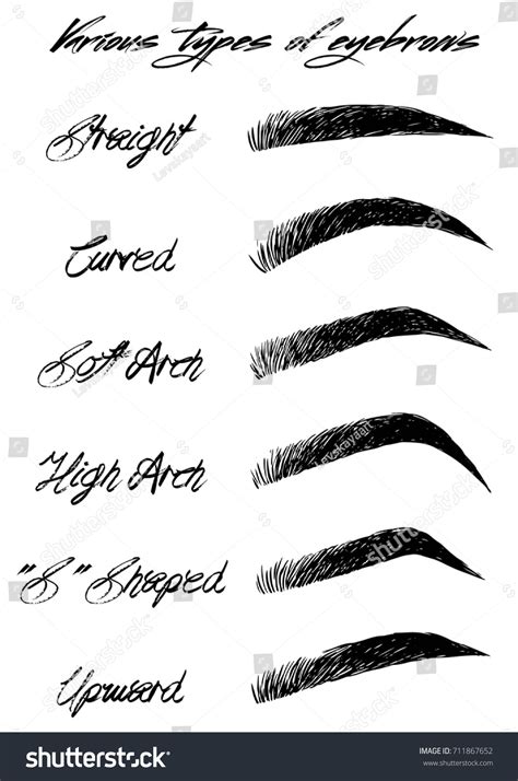 Eyebrow Shapes Various Types Eyebrows Stock Vector (Royalty Free) 711867652 | Shutterstock