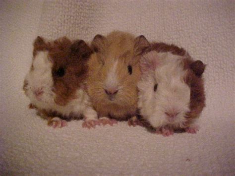 Lunkarya Meerschweinchen in | Tiere | Kleinanzeigen