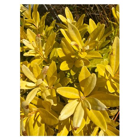 Illicium parviflorum 'Florida Sunshine' | Seeding