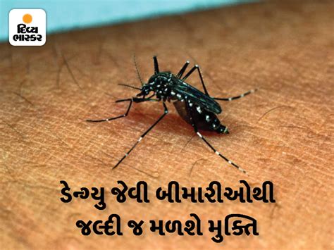 Mosquitoes that spread dengue and chikungunya will protect against ...