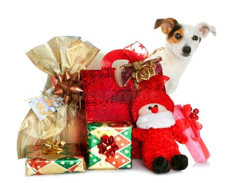 有逗人喜爱的小犬座的礼物盒 库存图片. 图片 包括有 当事人, 诺埃尔, 宠物, 附注, 新建, 背包, 生日 - 35184635