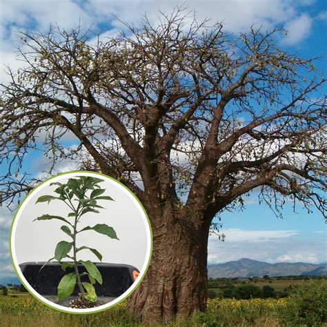 African Rare Baobab Seeds (Pack Of 15 Seeds) Bonsai Suitable High Qual ...