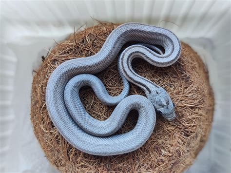 Blue Motley Corn Snake