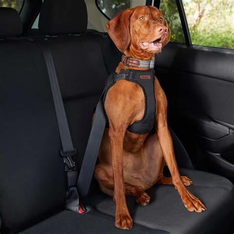 Dog Car Harness Crash Tested at Benjamin Hutchison blog