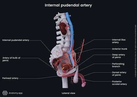 Internal Pudendal Artery