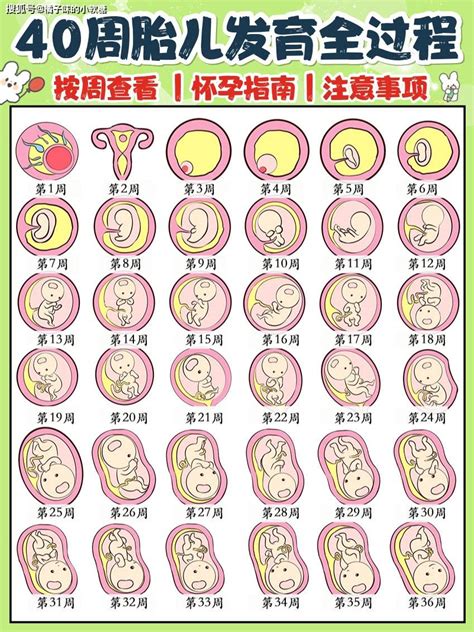 孕期40周胎儿发育过程图&注意事项_宫底
