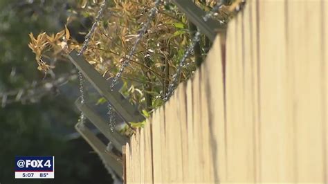 Dallas Zoo gives update on enhanced security; stolen monkeys return to ...