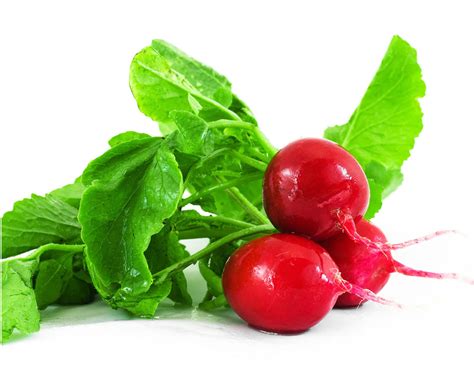 Buy Radish Seeds Online | Shop Seeds for Mooli – AllThatGrows