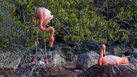 Los flamingos de Galápagos vuelven a anidar 20 años después en la isla ...