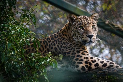 Meet the Jaguar — Mexico’s Mighty Predator of Legend