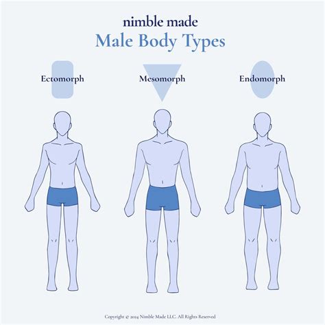 Male Body Types Explained | Charts & References - Nimble Made