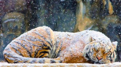 Snow Tiger Wallpapers - Wallpaper Cave