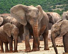Image result for baby african elephant herd