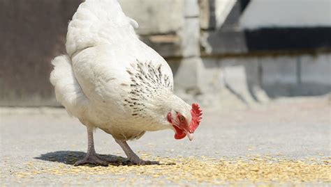 Image result for Chicken Digestive System