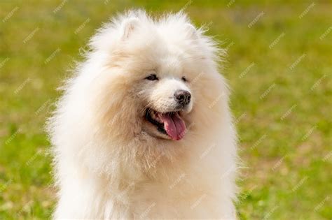 Big Fluffy White Dog Breeds