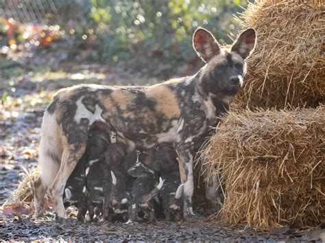 African Wild Dog Puppy Puppy Eyes” African Wild Dog (aka