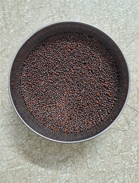 RAI’S RADHIKA Black Small Mustard Seeds -200 gram for All Foods, Kali ...