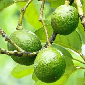 Cloud Farm Avocado Grafted Live Plant-CF16 : Amazon.in: Garden & Outdoors