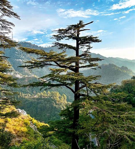 There is new life in the old hills, as some of the original ...