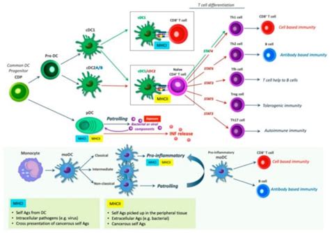 Dendritic Cells and CCR7 Expression: An Important Factor for Autoimmune ...