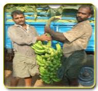 Banana Expert System
