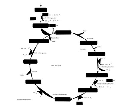 Citric Acid Cycle