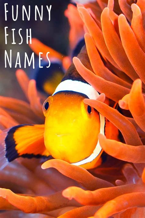 zhu zhu aquarium fish names