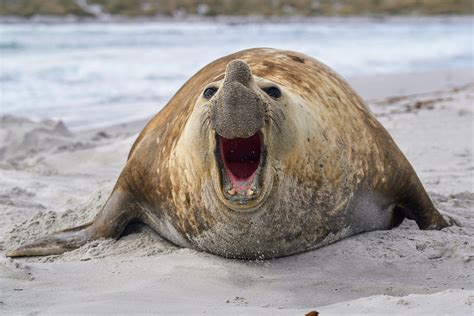 Southern Elephant Seal Elephant Seal Weaners Bring The Cute Factor To