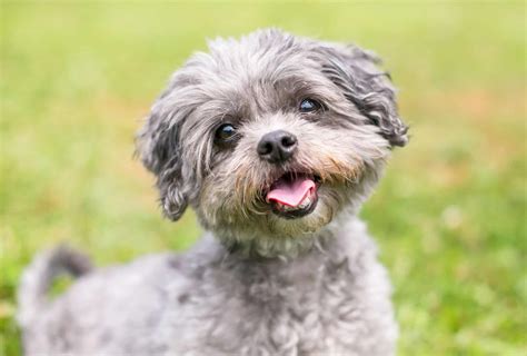 Shih Tzu Poodle Mix - Check This Before Rescuing a Shih-Poo! | PawLeaks