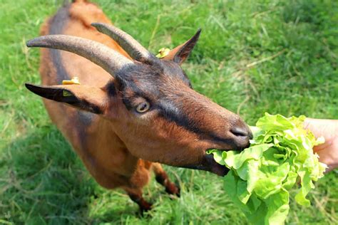 Can Baby Goats Eat Lettuce at Christopher Hannan blog