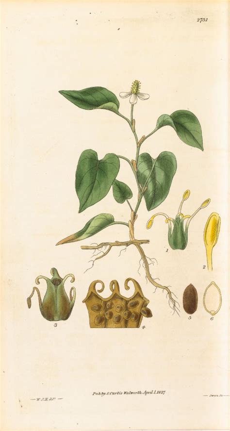 Houttuynia cordata Thunb. | Plants of the World Online | Kew Science