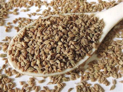 Ajwain In Winter,குளிர்காலத்தில் ஏன் ஓமத்தை அதிகமாக சேர்த்துக் கொள்ள ...