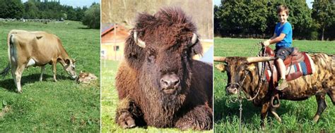 Bison, Jersey, Höhenvieh: Die Lieblings-Rinderrassen unserer User ...