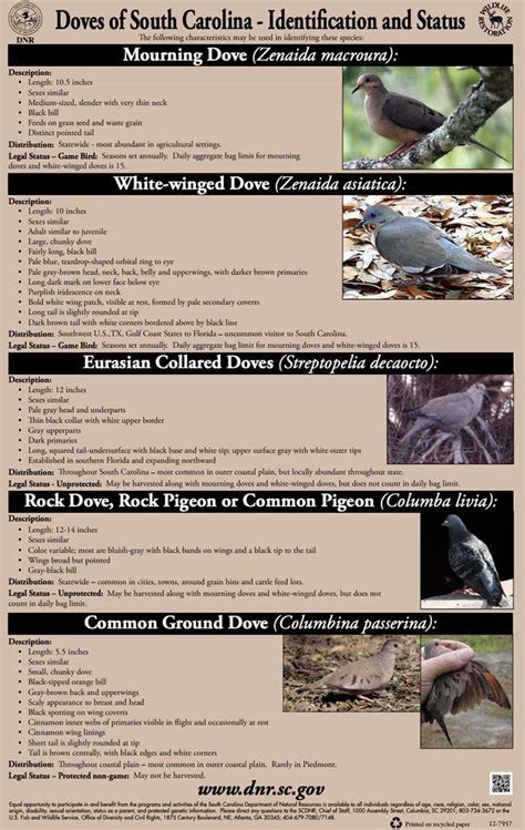 2025 Dove Hunting Season Opens Soon In South Carolina - FITSNews