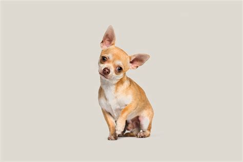 Are Chihuahuas A Smart Breed Of Dog