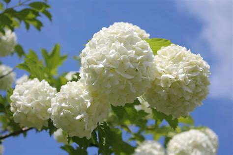 Tips to Grow and Care For Snowball Bush Viburnum | Plantly