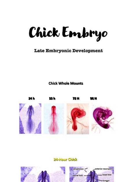Chick Embryo Development 的图像结果