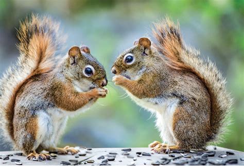 Book Review - The Secret Life of Squirrels: A Love Story - Kindermusik