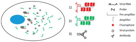 Visualization of Positive and Negative Sense Viral RNA for Probing the ...