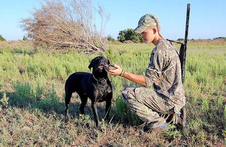 Dove Hunting Resources for Planning Your Hunt