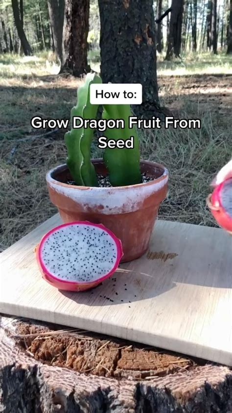 Growing dragon fruit how to grow dragon fruit from seed – Artofit