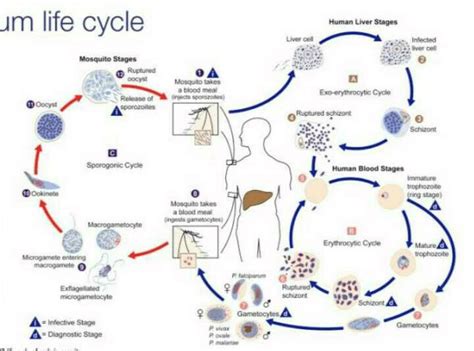 plasmodium life cycle - EduRev NEET Question