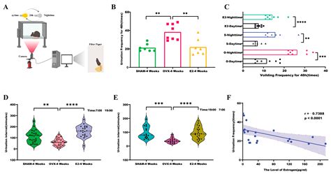 Investigating the Impact of Estrogen Levels on Voiding Characteristics ...