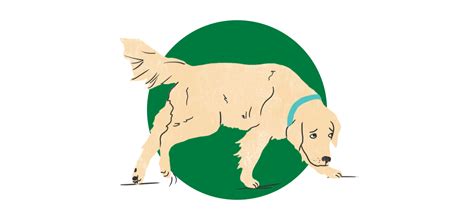 Librela for Pet Owners | Zoetis Petcare