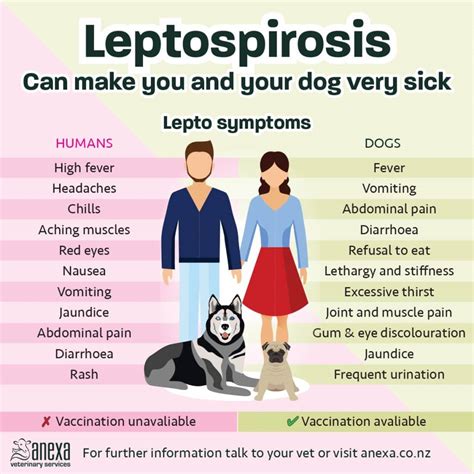 How Does Leptospirosis Affect Animals at Bradley Glatt blog